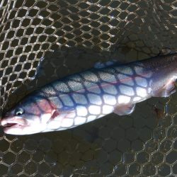 大安トラウトレイク釣果